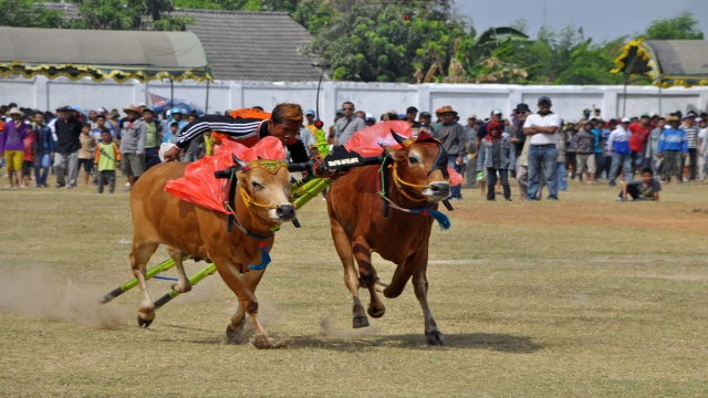 Tak Hanya Karapan Sapi: Madura Kini Punya Paralayang